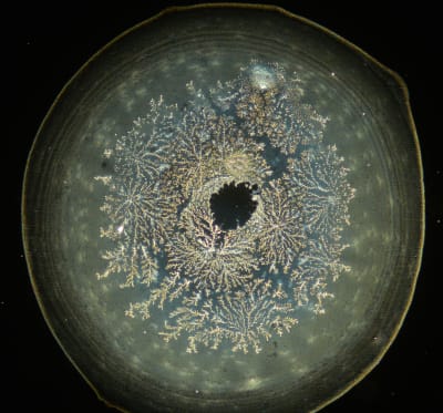 Dunekfeldmikroskopie MAUNAWAI-Wasser, so sieht das aus: Ein dunkler, runder Glasbehälter beherbergt ein zartes, filigranes Muster aus frostartigen Formationen, das ein faszinierendes und ätherisches Bild ergibt.