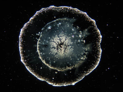 En el centro de una mancha oscura de forma circular, con un borde exterior texturizado, se aprecia, sobre un fondo negro, un motivo cristalino similar a un copo de nieve.