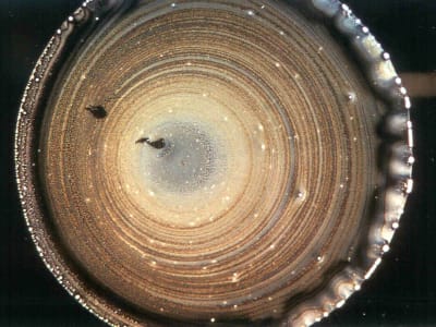 Deux petits objets sombres sont visibles au premier plan, nageant dans un tourbillon circulaire de liquide brun clair et brun foncé qui occupe l'arrière-plan.