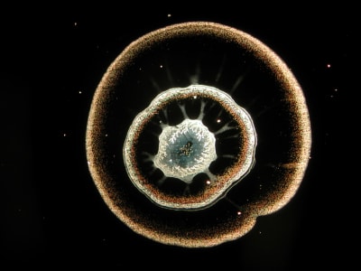 A central, intricate, star-like pattern with concentric rings of color is set against a dark background dotted with tiny white specks.