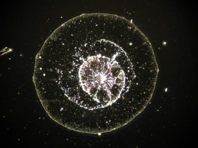 Una struttura circolare e cristallina, con un centro a forma di stella, si staglia su uno sfondo scuro e screziato.