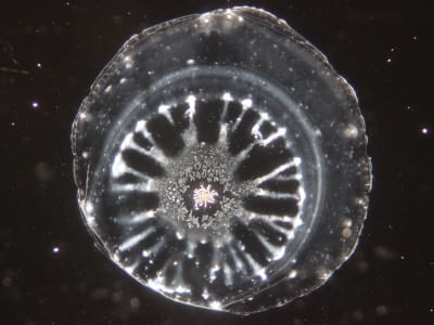 Un organisme circulaire translucide, présentant des motifs radiaux au premier plan, flotte sur un fond sombre et moucheté.
